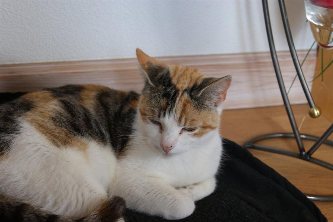 Huskat Ronja billede 6