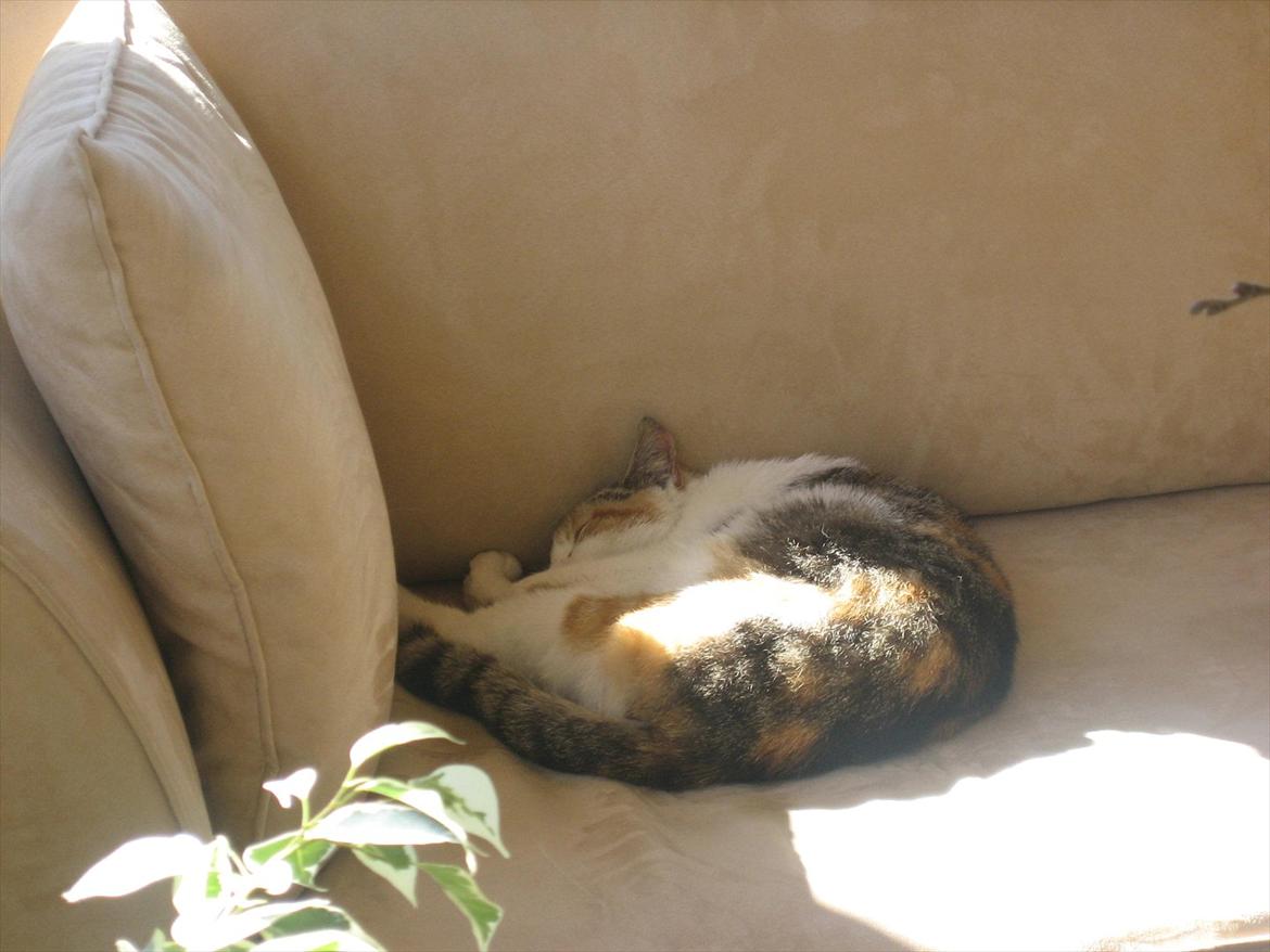 Huskat Ronja billede 7