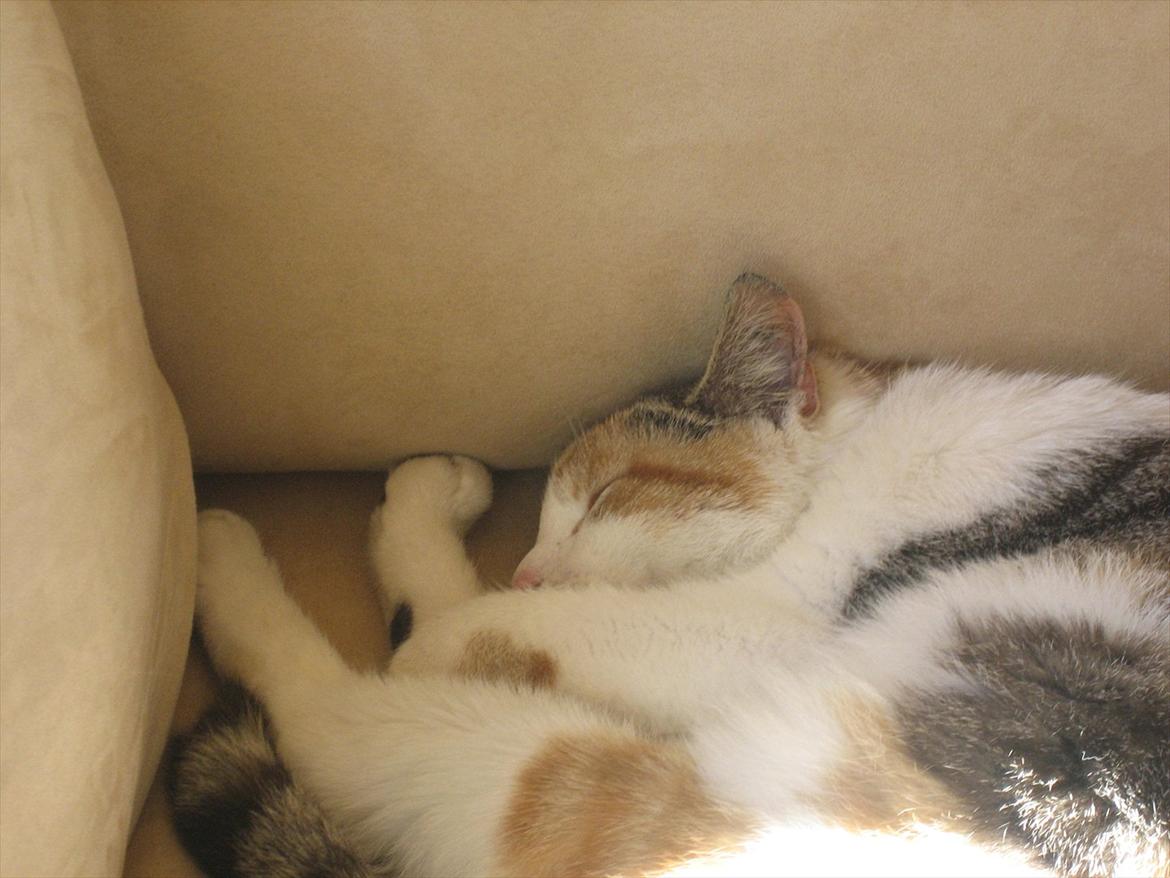 Huskat Ronja billede 8