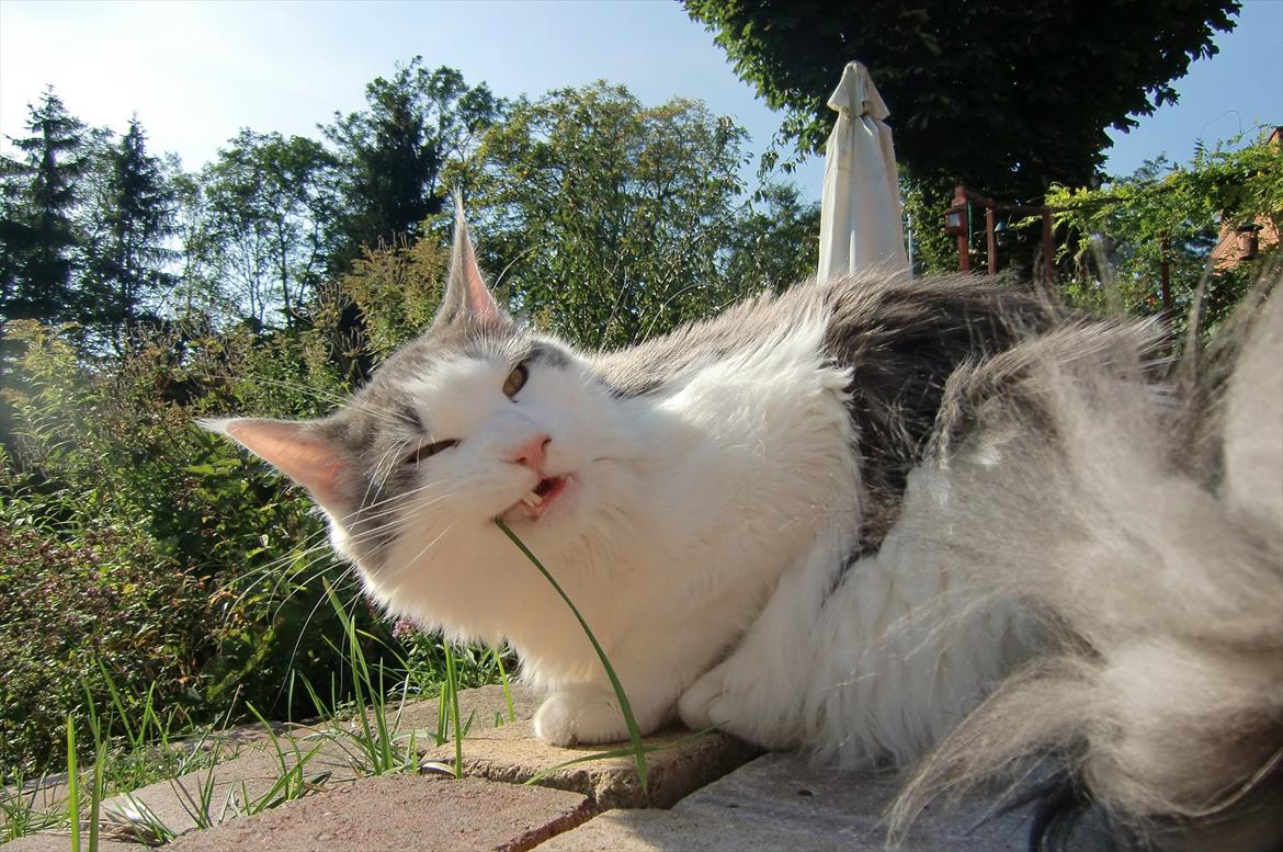 Maine Coon Milkiway - sommer 2011 billede 14