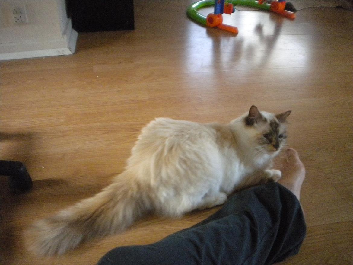 Hellig Birma Mille *Pifuni´s Dania* billede 2