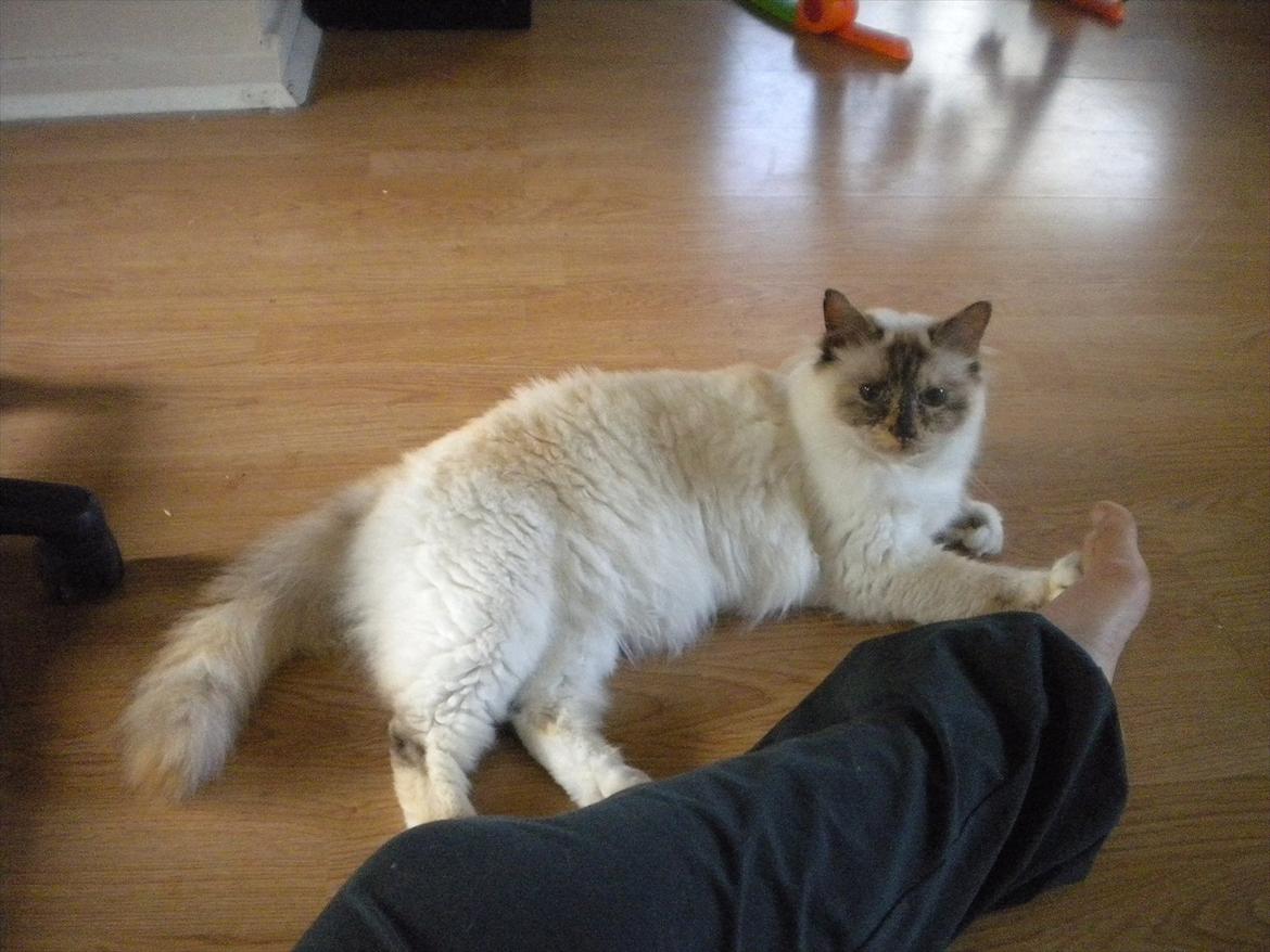 Hellig Birma Mille *Pifuni´s Dania* billede 3