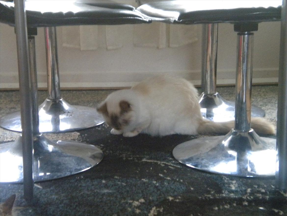 Hellig Birma Mille *Pifuni´s Dania* billede 5