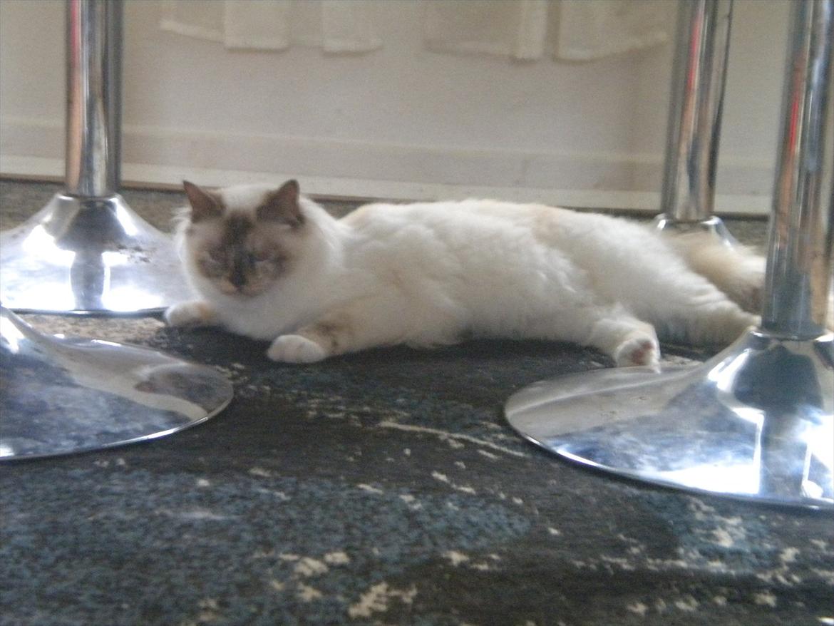 Hellig Birma Mille *Pifuni´s Dania* billede 7