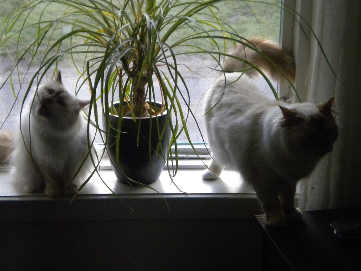 Hellig Birma Mille *Pifuni´s Dania* billede 8