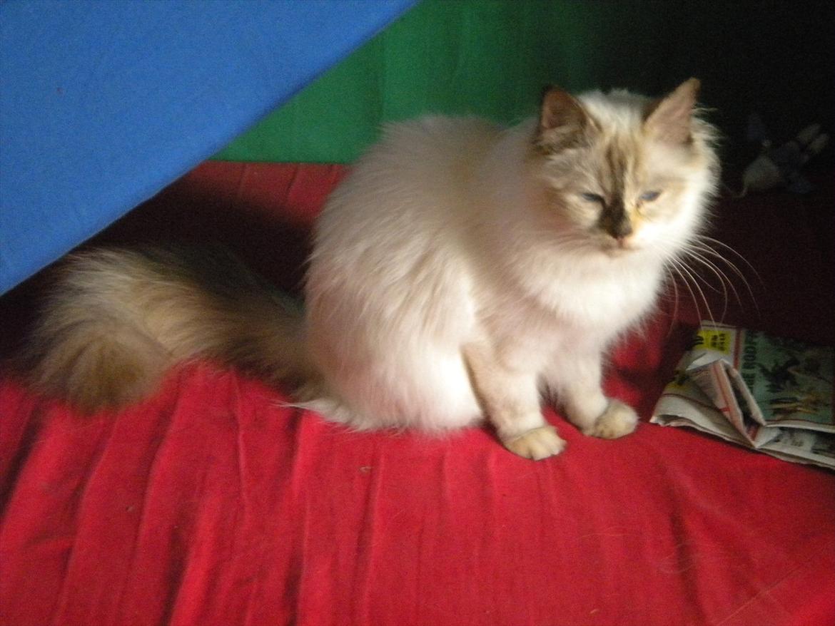 Hellig Birma Diva *Pinuni´s Duchess* billede 1