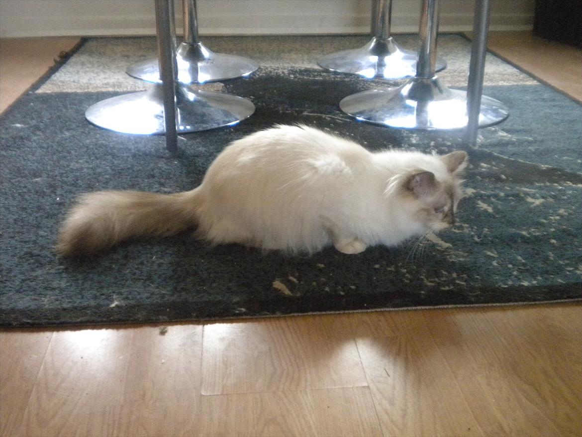 Hellig Birma Diva *Pinuni´s Duchess* billede 2