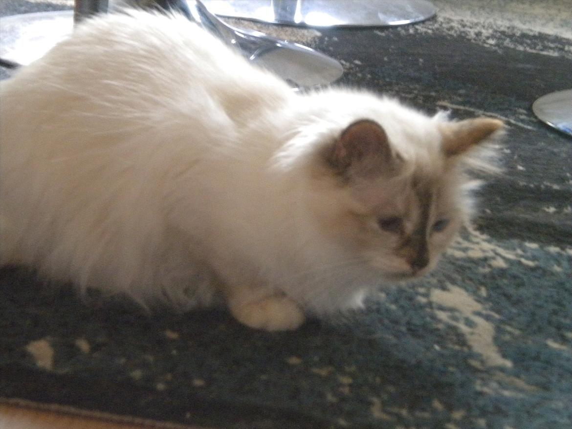 Hellig Birma Diva *Pinuni´s Duchess* billede 5