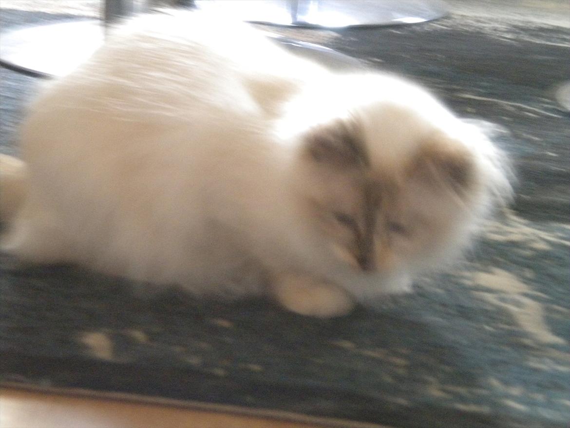 Hellig Birma Diva *Pinuni´s Duchess* billede 6