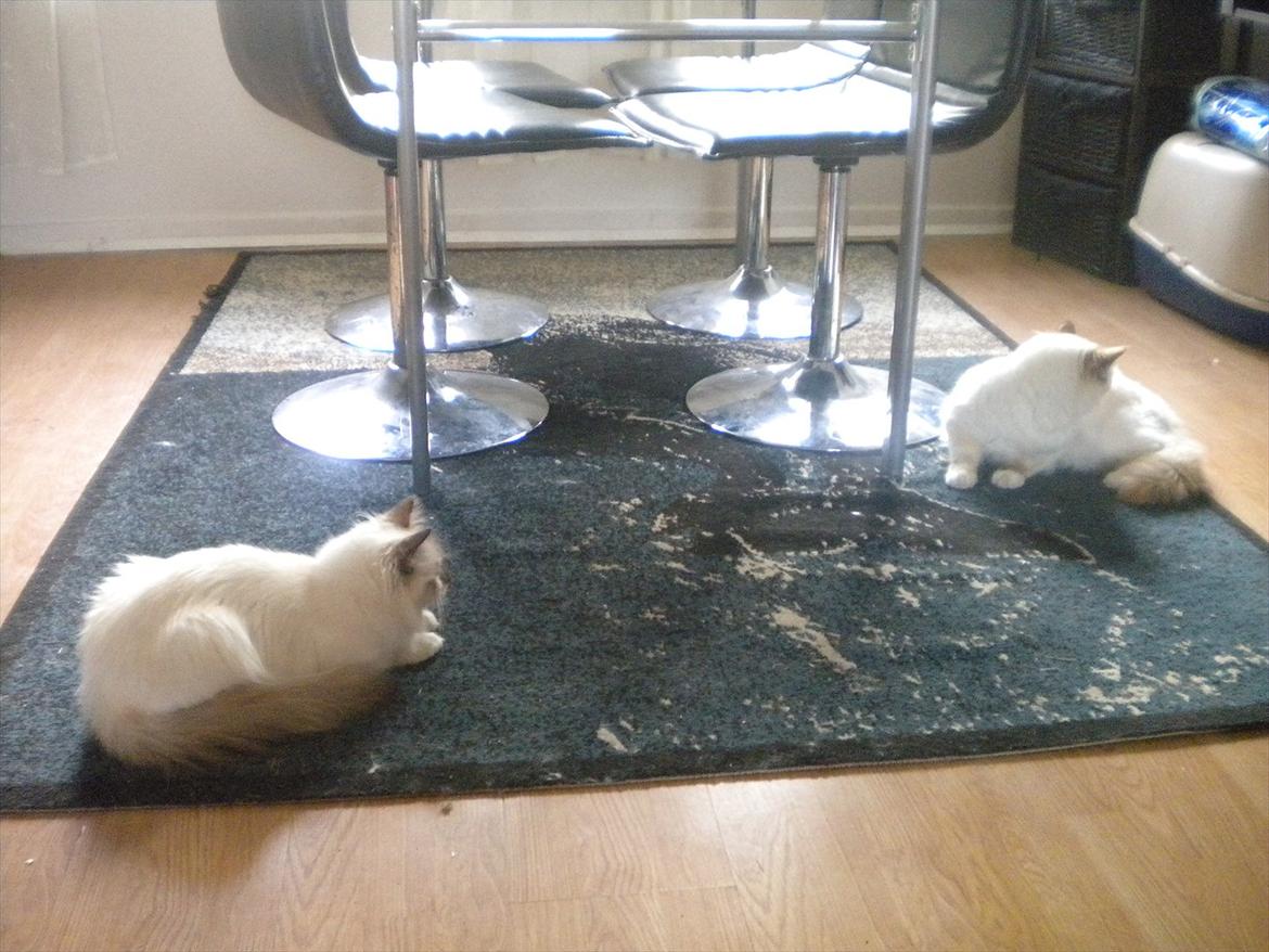 Hellig Birma Diva *Pinuni´s Duchess* billede 7