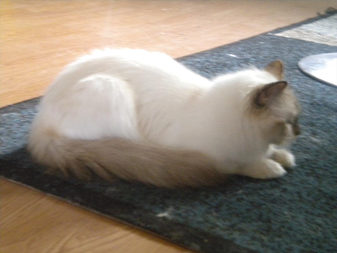 Hellig Birma Diva *Pinuni´s Duchess* billede 8