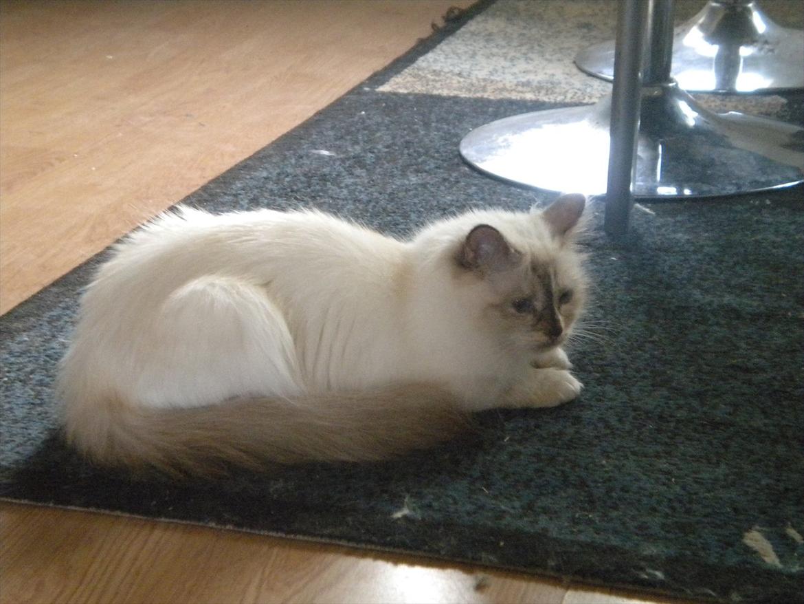 Hellig Birma Diva *Pinuni´s Duchess* billede 9