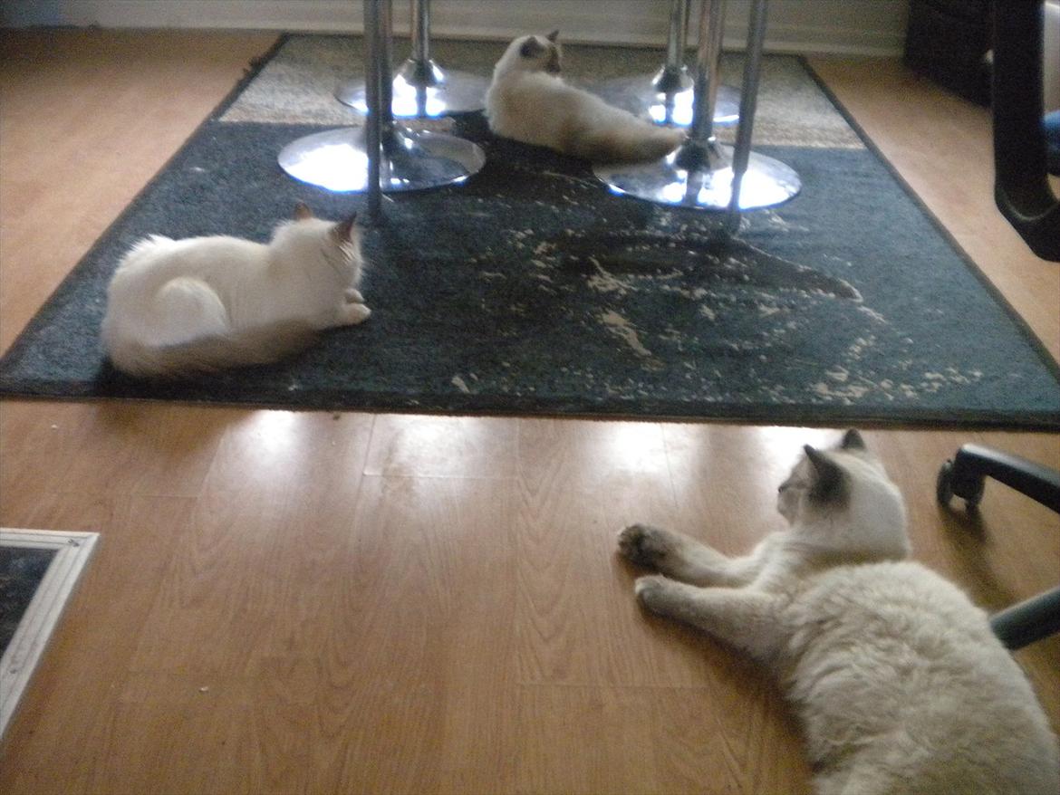 Hellig Birma Diva *Pinuni´s Duchess* billede 10