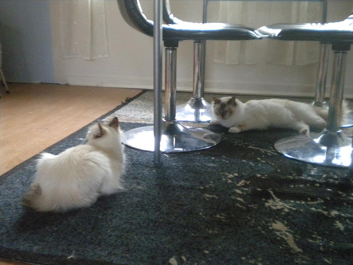 Hellig Birma Diva *Pinuni´s Duchess* billede 11