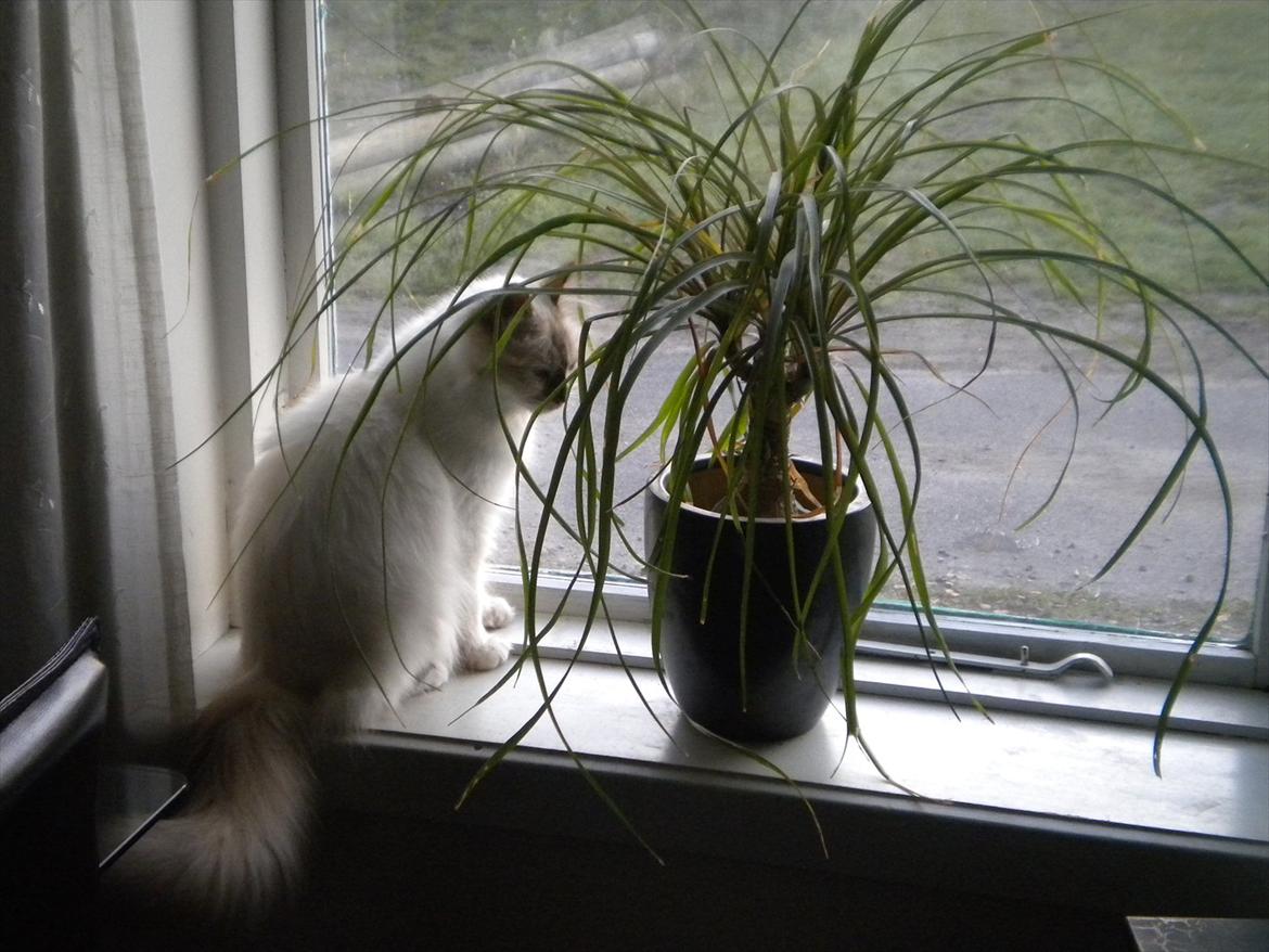 Hellig Birma Diva *Pinuni´s Duchess* billede 12