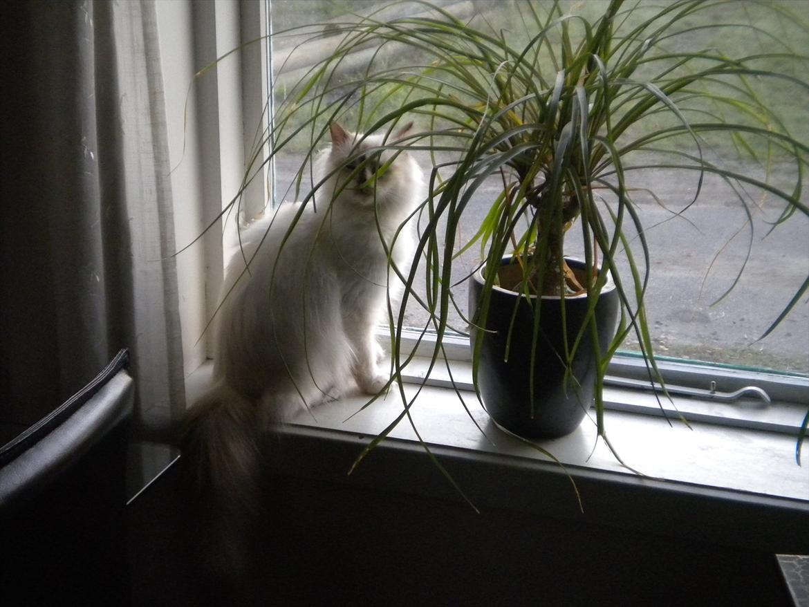 Hellig Birma Diva *Pinuni´s Duchess* billede 13