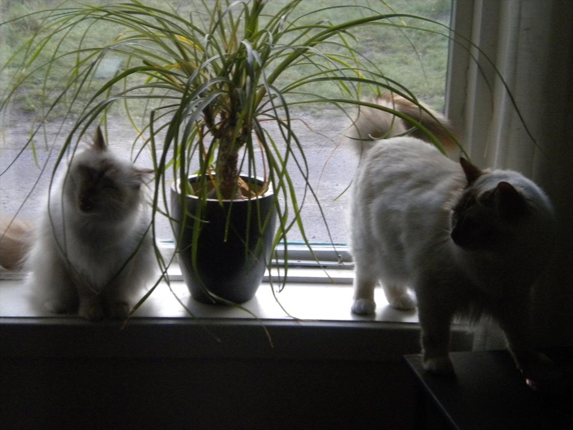 Hellig Birma Diva *Pinuni´s Duchess* billede 14