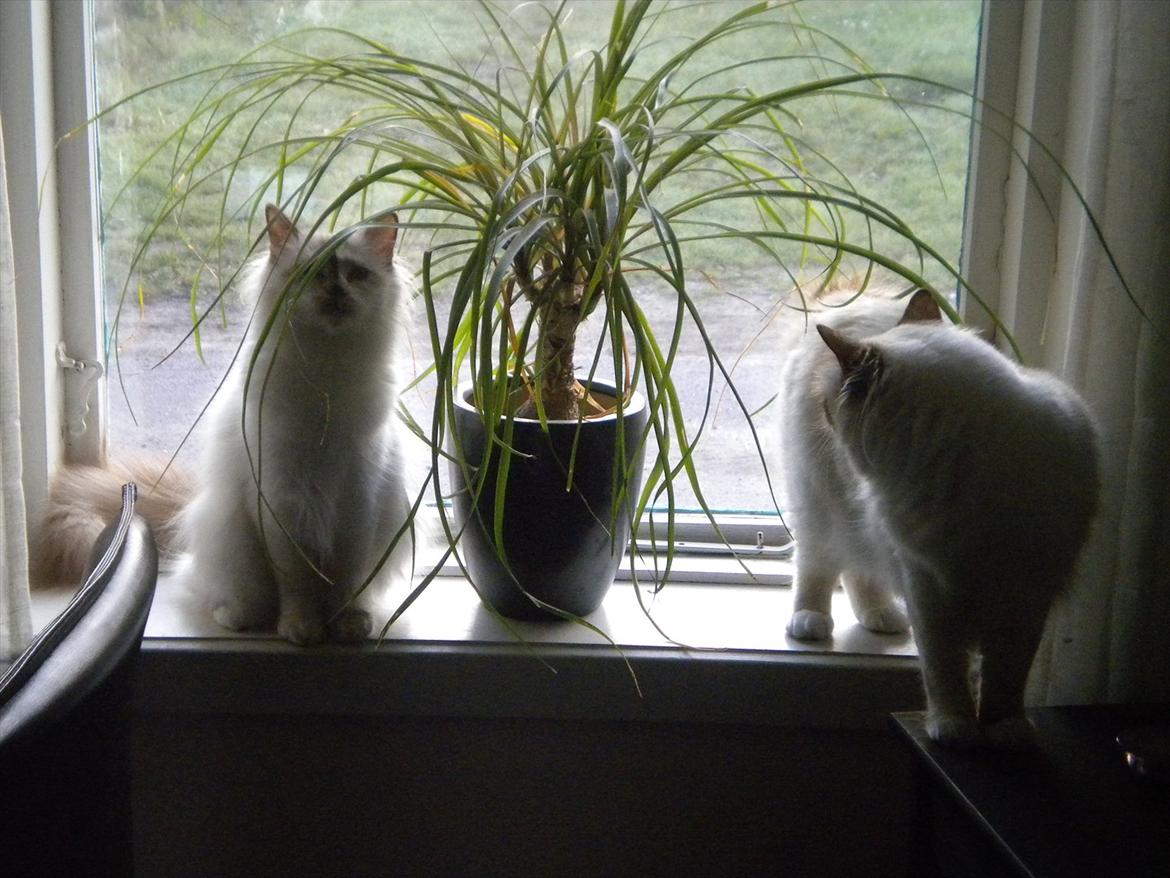 Hellig Birma Diva *Pinuni´s Duchess* billede 15