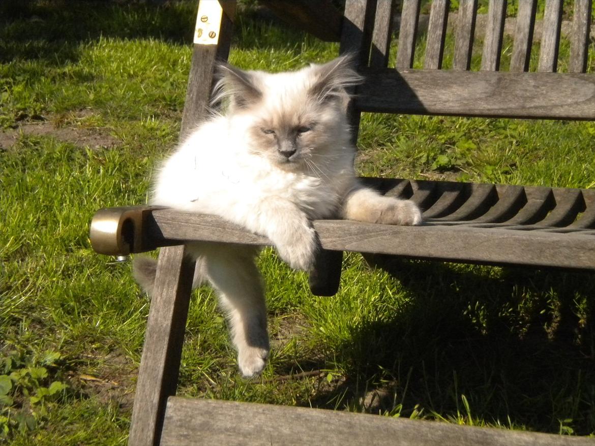 Hellig Birma Tizmo billede 2