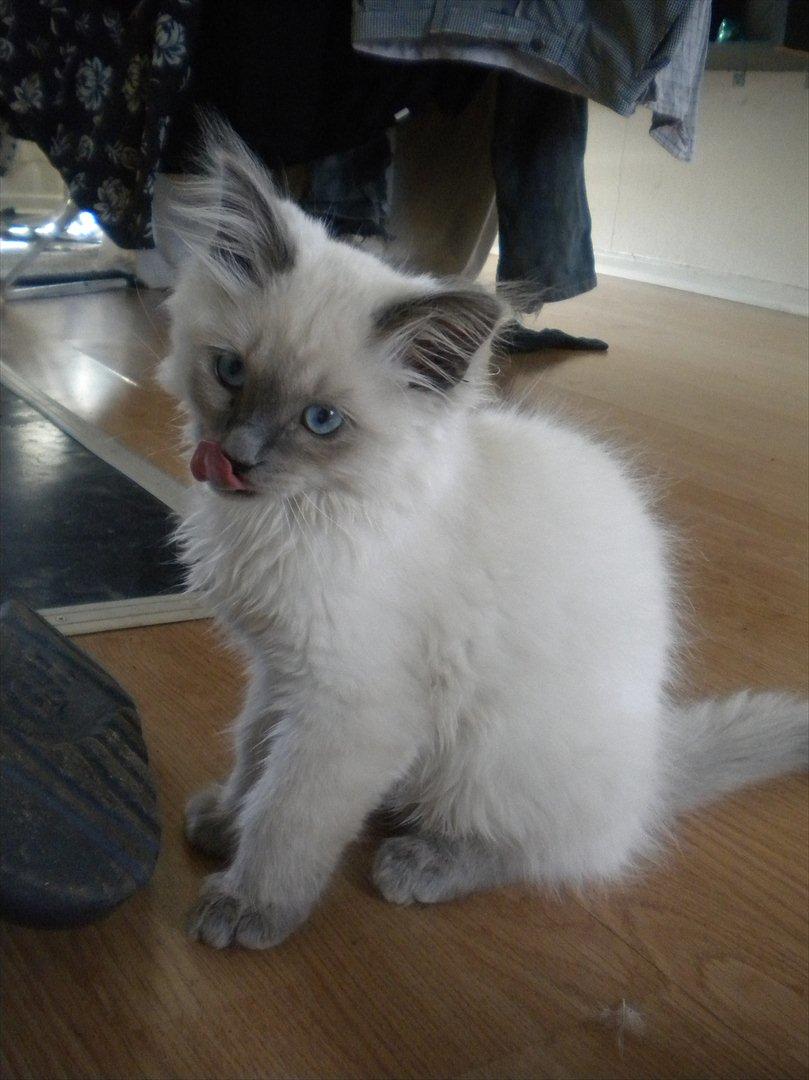 Hellig Birma Tizmo billede 3