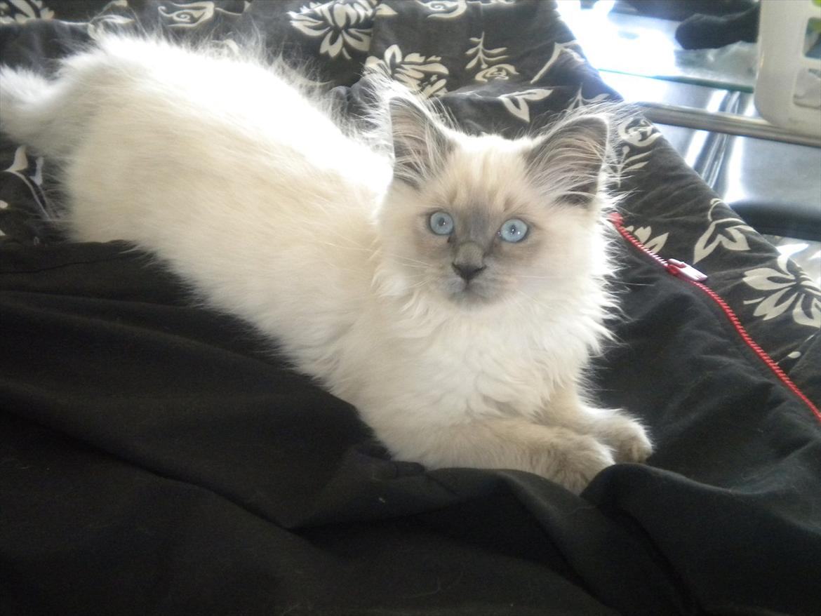 Hellig Birma Tizmo billede 4