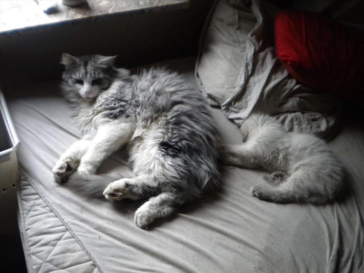 Hellig Birma Tizmo billede 5