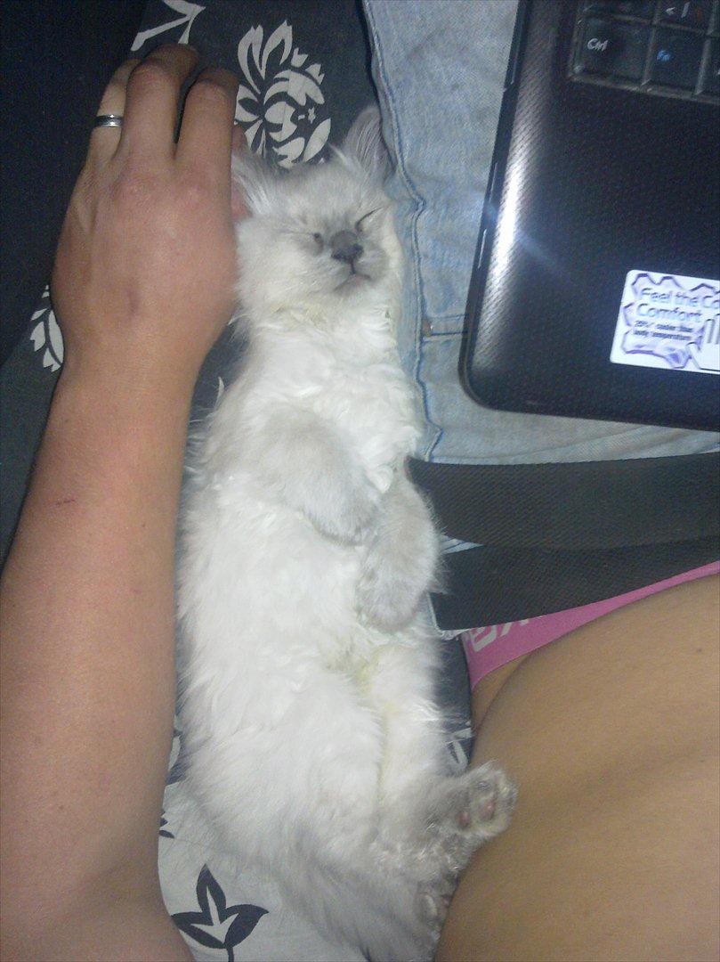 Hellig Birma Tizmo billede 6