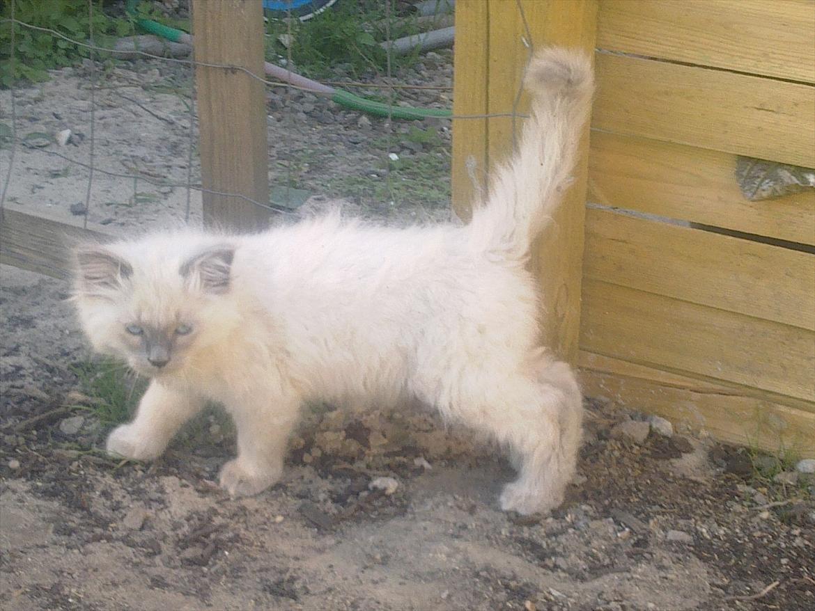 Hellig Birma Tizmo billede 7