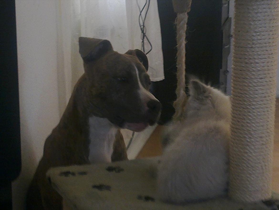 Hellig Birma Tizmo billede 8