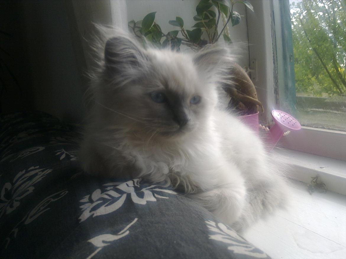 Hellig Birma Tizmo billede 9