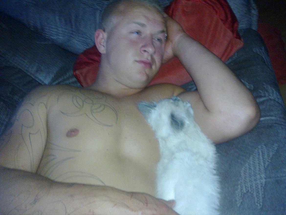 Hellig Birma Tizmo billede 10