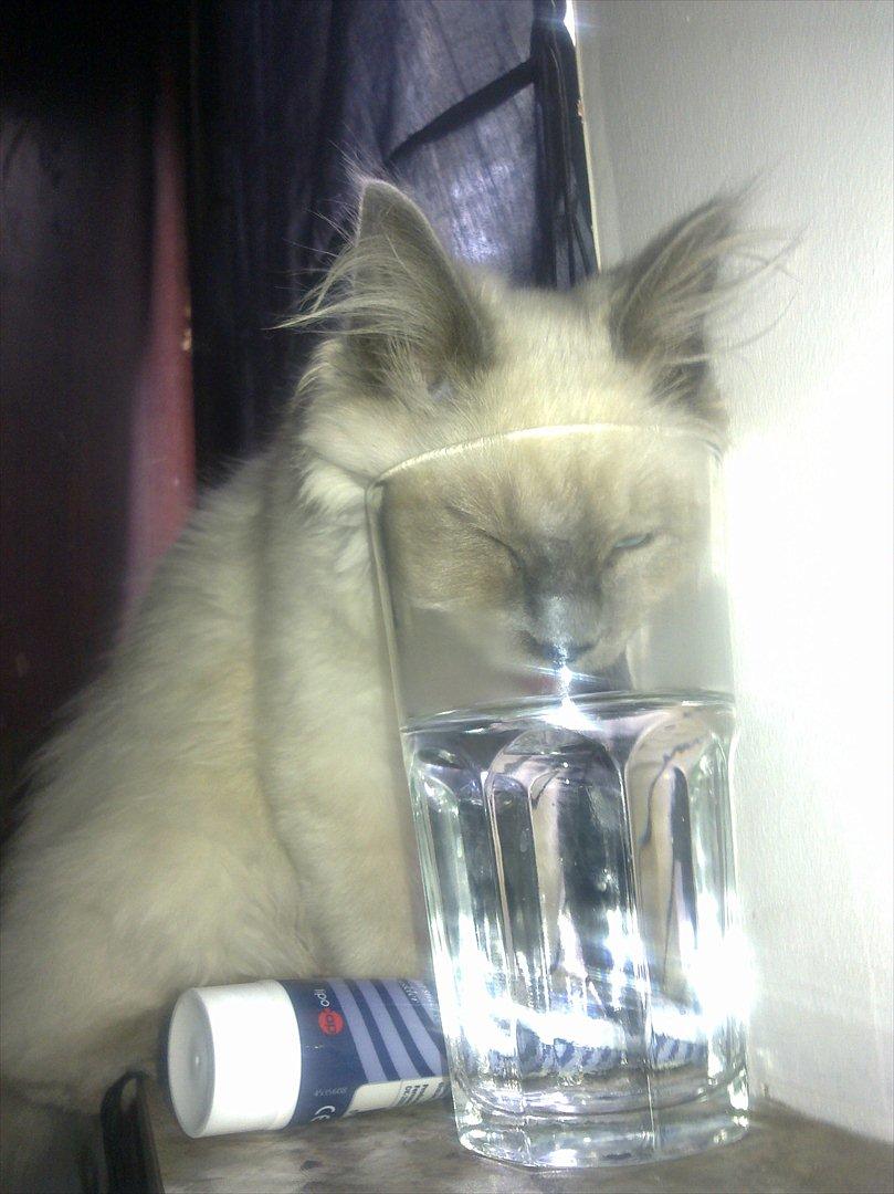 Hellig Birma Tizmo billede 11