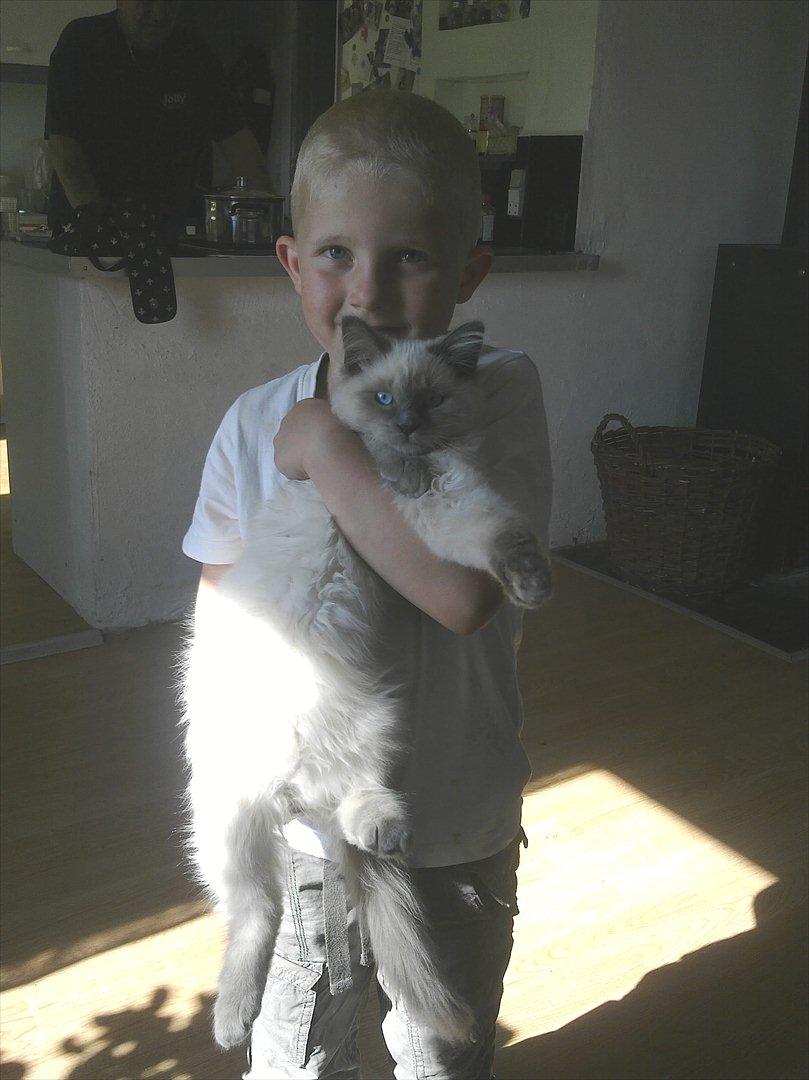 Hellig Birma Tizmo billede 12