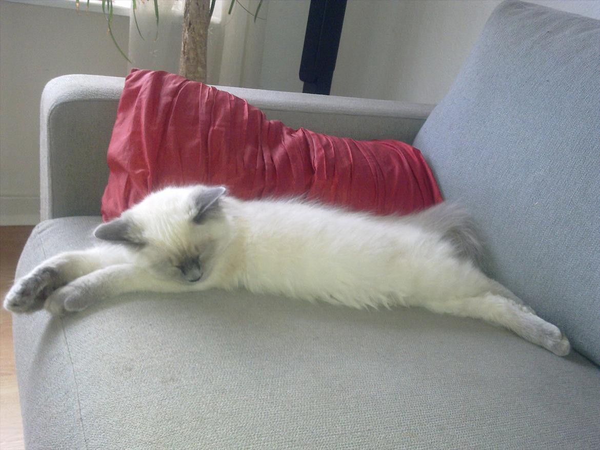 Hellig Birma Tizmo billede 13