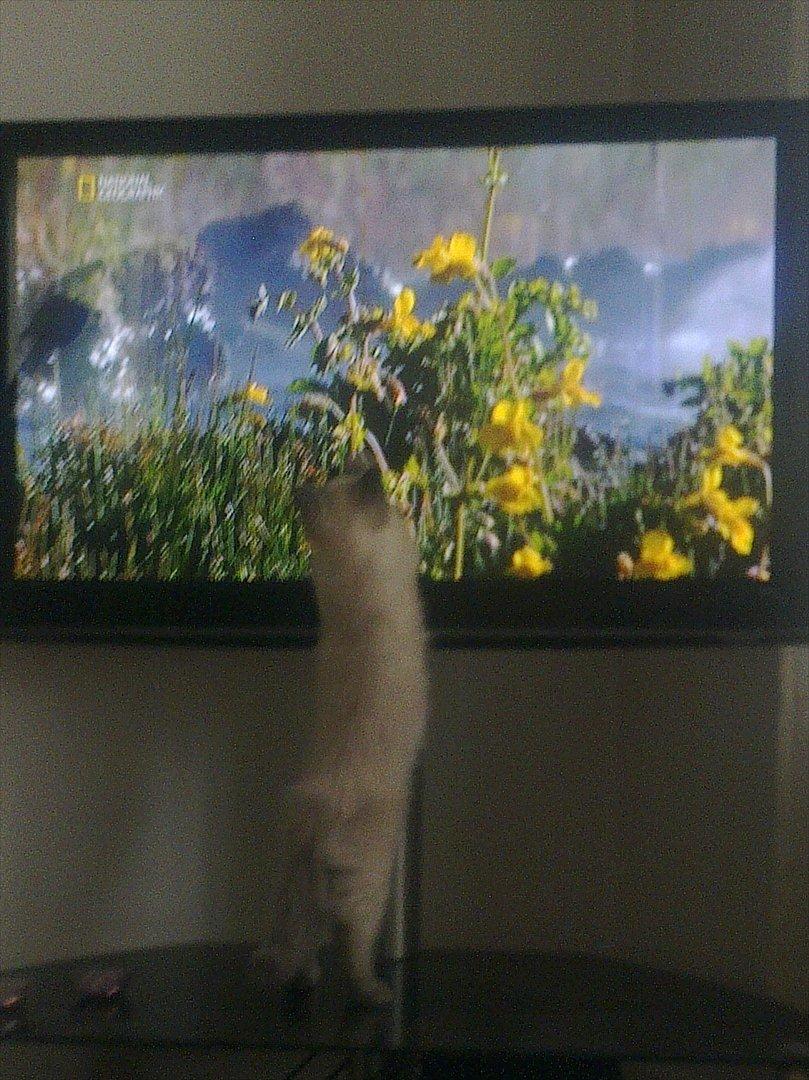 Hellig Birma Tizmo billede 14