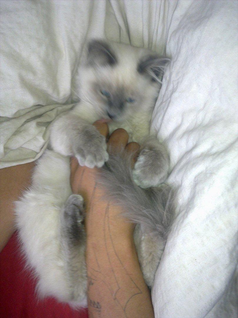 Hellig Birma Tizmo billede 15