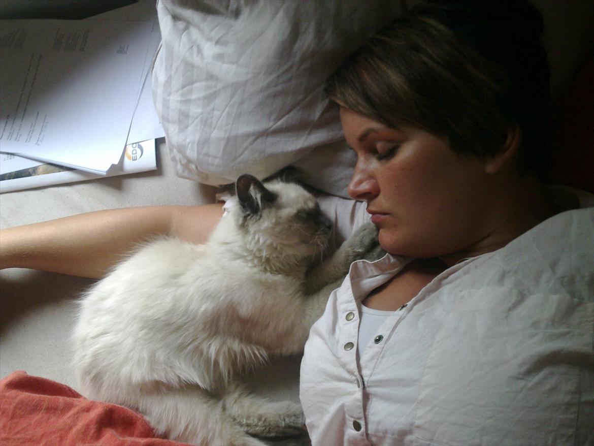 Hellig Birma Tizmo billede 16