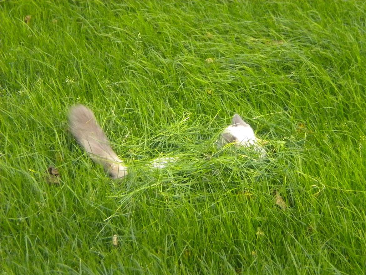 Hellig Birma Tizmo billede 17