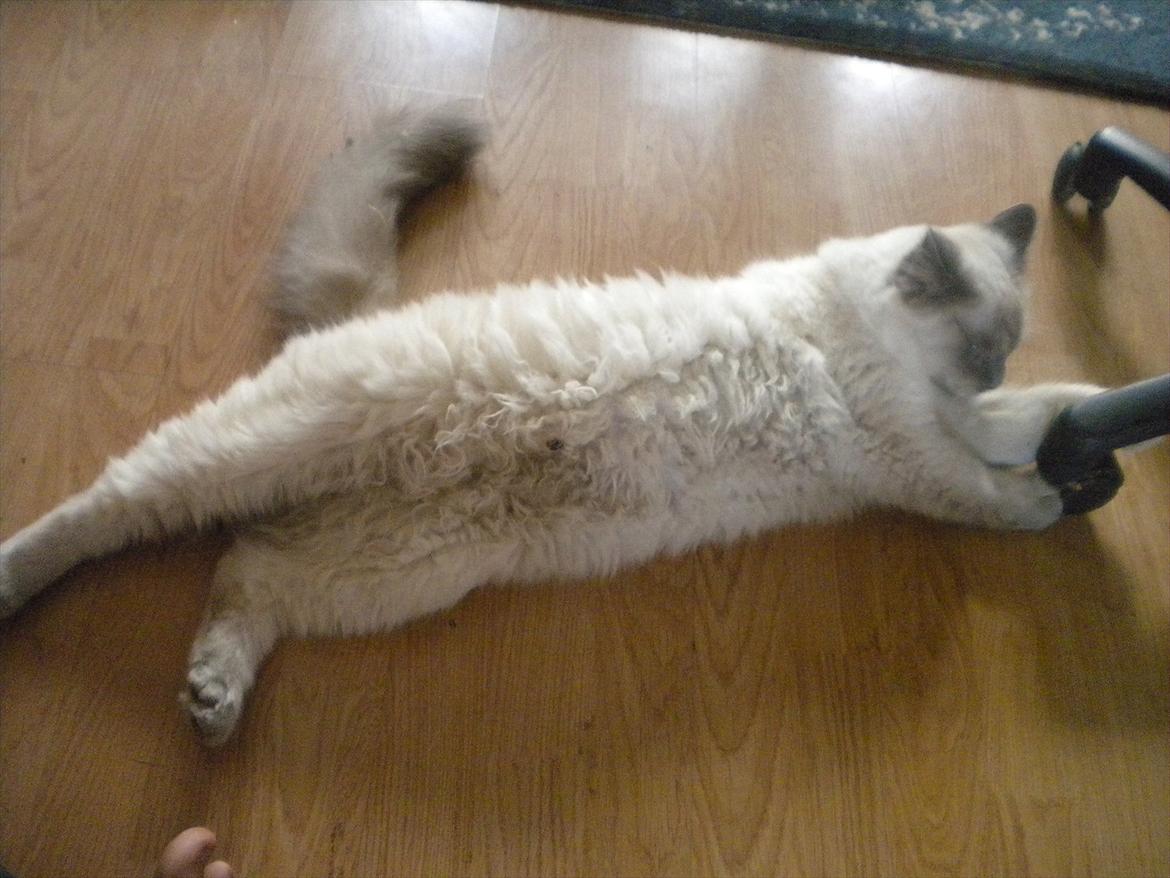 Hellig Birma Tizmo billede 19