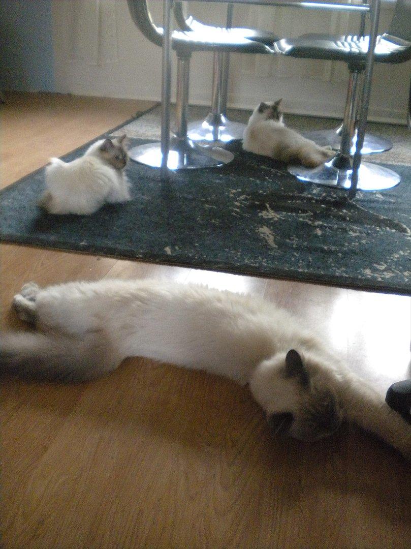 Hellig Birma Tizmo billede 20