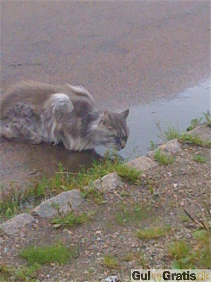 Maine Coon Tyson billede 2