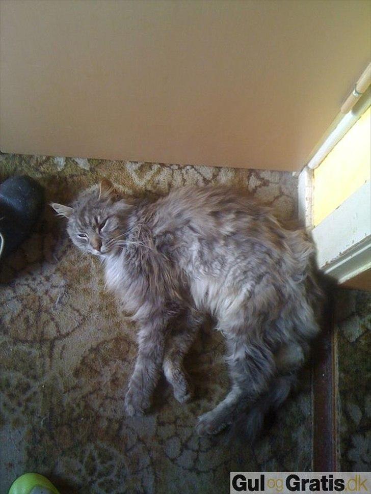 Maine Coon Tyson billede 3