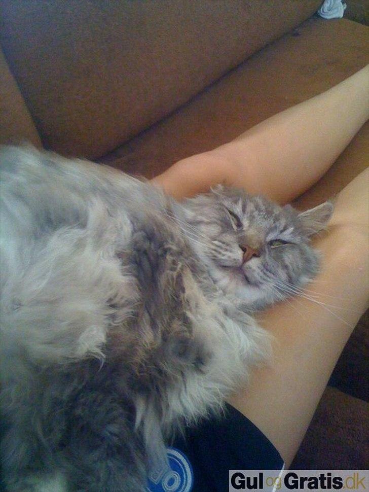 Maine Coon Tyson billede 4