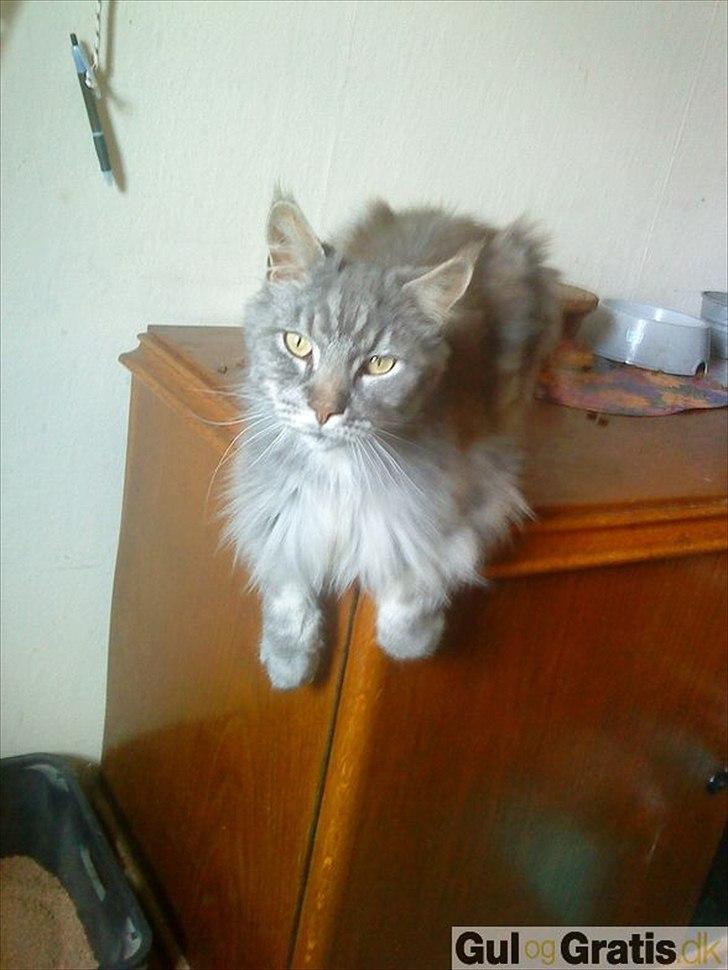 Maine Coon Tyson billede 5