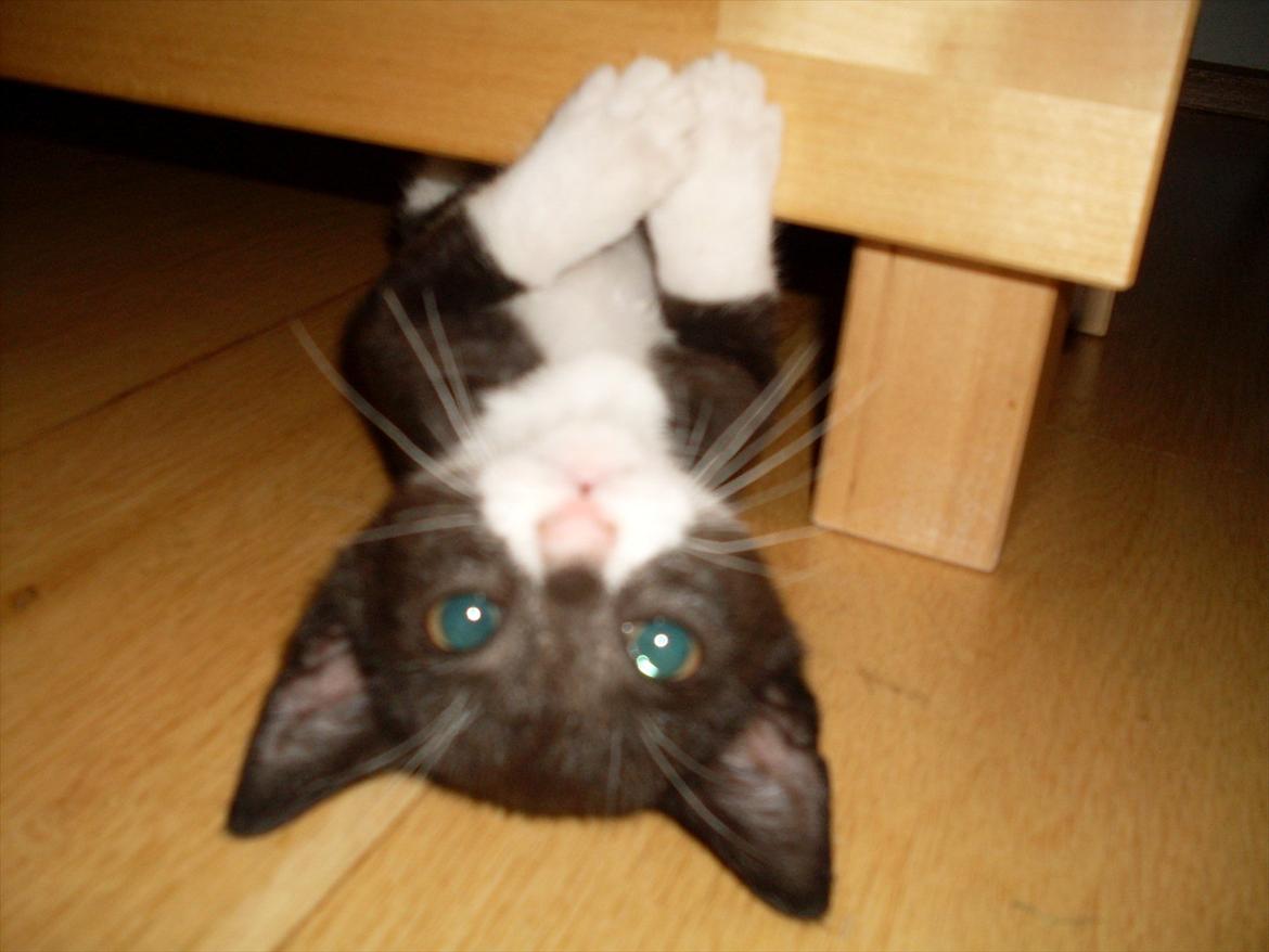 Huskat Nala  - hej med jer jeg hedder Nala billede 1