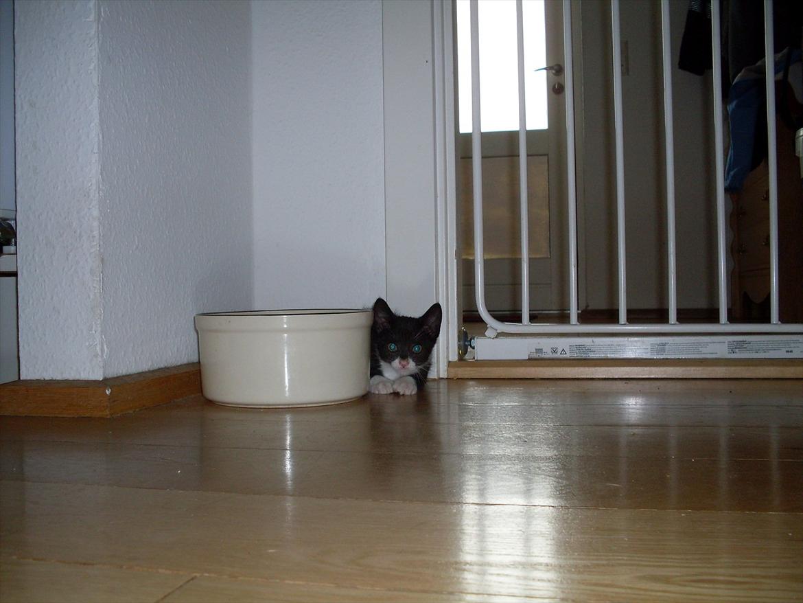 Huskat Nala  - gemmer mig lige bag vandskålen. billede 2