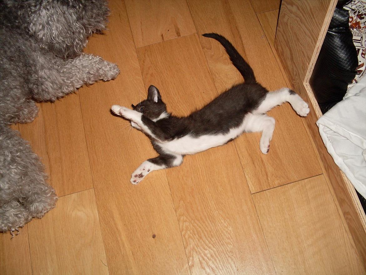 Huskat Nala  - leger med min bedste ven Chica! billede 3