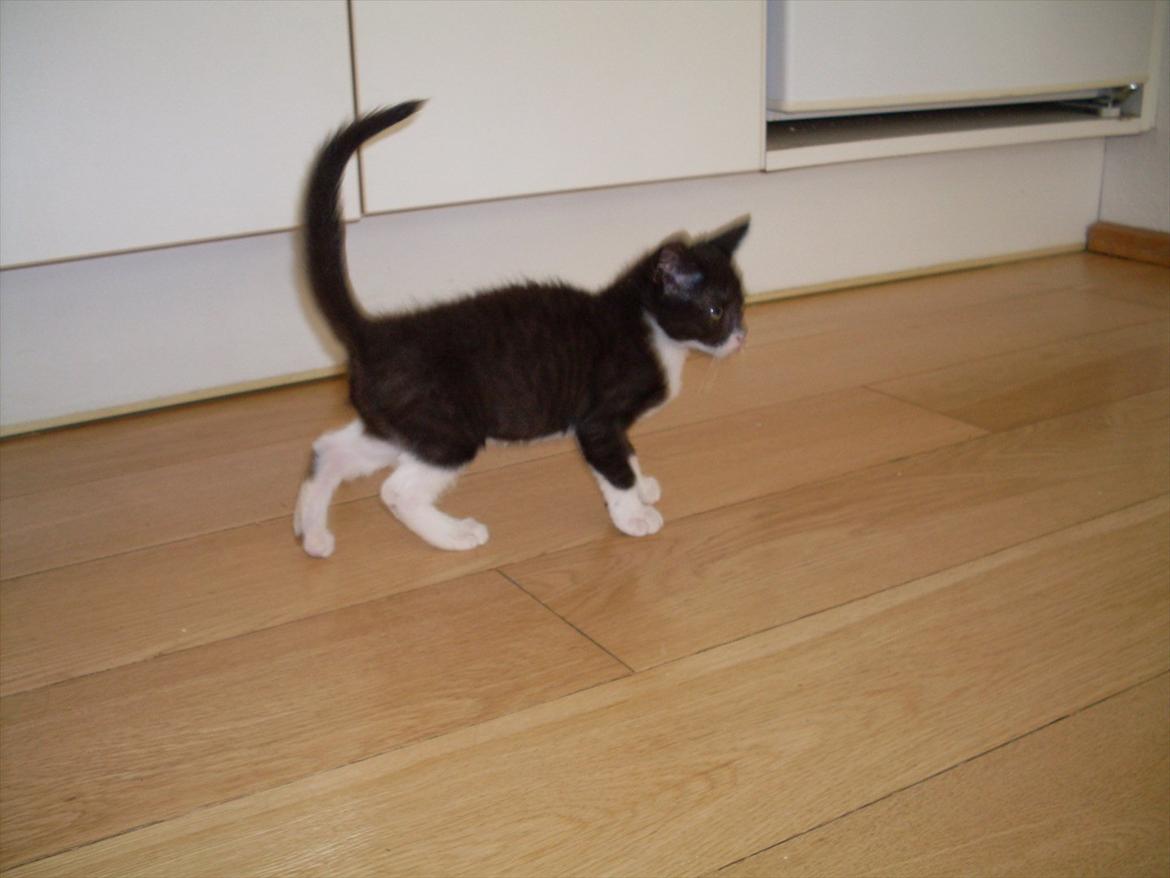 Huskat Nala  billede 4