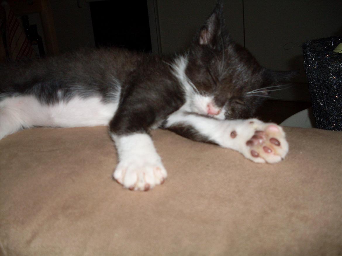 Huskat Nala  - en velfortjent lur billede 5