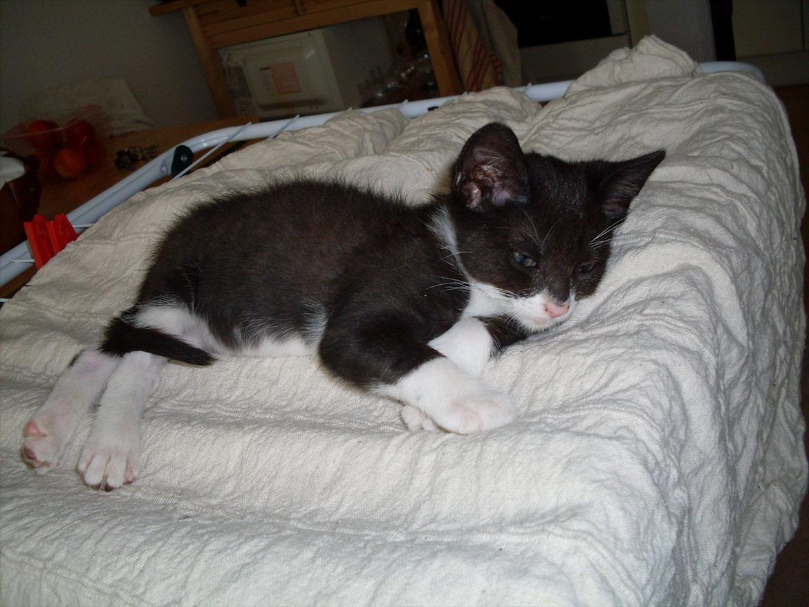 Huskat Nala  billede 6